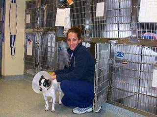 bay state veterinary specialists