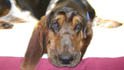 east bay vet services
