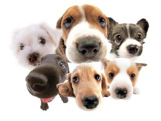 happy bow wow pet care