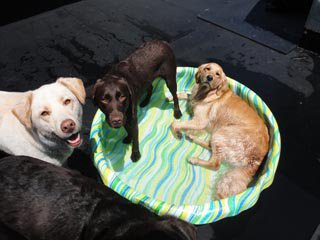 off the leash doggie daycare