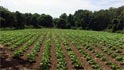 orrs family farm stand