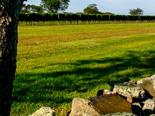 sakonnet vineyard