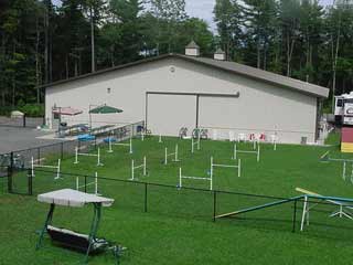steppin up dog training