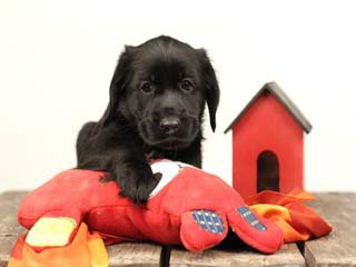west bay animal hospital
