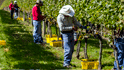 sakonnet vineyard little compton